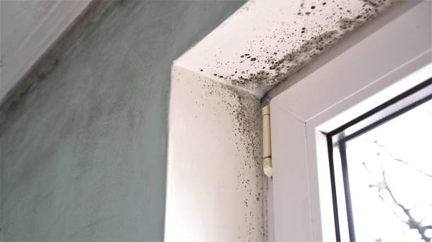 Best Mold Removal for HVAC Installations  in Tuba City, AZ