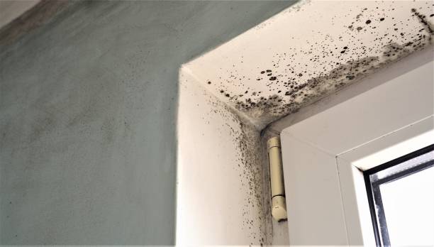 Best Mold Prevention Services  in Tuba City, AZ