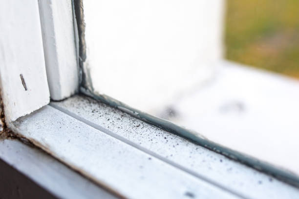Best Commercial Mold Inspection  in Tuba City, AZ