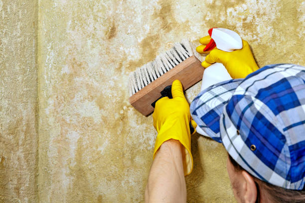 Best Post-Construction Mold Inspection  in Tuba City, AZ