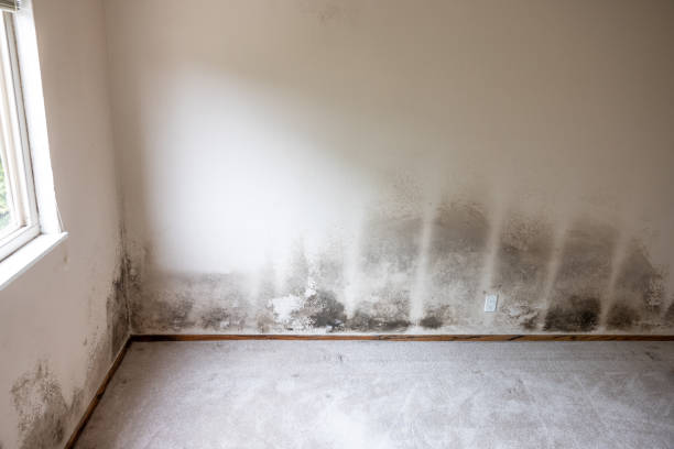 Best Dehumidification Services  in Tuba City, AZ